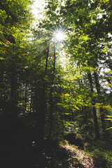 Fototapeta na wymiar Landschaft, Natur, Wald, Bäume, Herbst, Licht, Sonne
