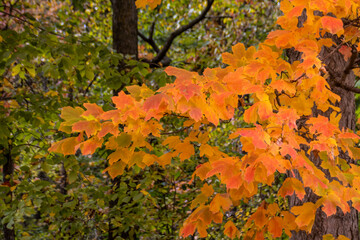 autumn leaves in the park