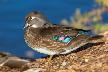 A Female Wood Duck walking towards a lake with the sunlight highlighting her iridescent colorful wing and head feathers. 