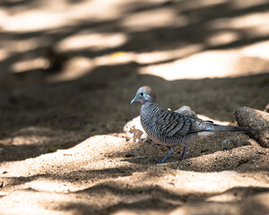 Photograph of a Zebra Dove on Oahu, Hawaii.