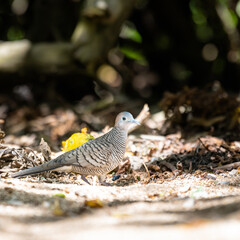 Photograph of a Zebra Dove on Oahu, Hawaii.