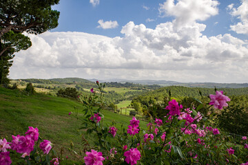 Obraz premium Italien, Toskana, Landschaft, Panorama, Bäume