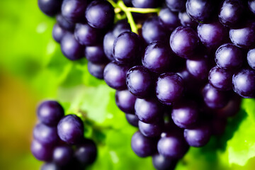 a picture of black grapes, juicy and healthy fruit