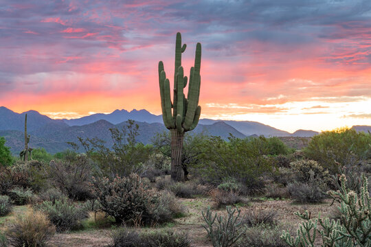 Photograph of sunrise in the Tonto National Forest with Four Peaks in the background. 