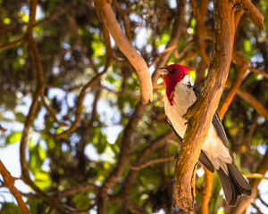 Photograph of a Red Crested Cardinal in Hawaii.