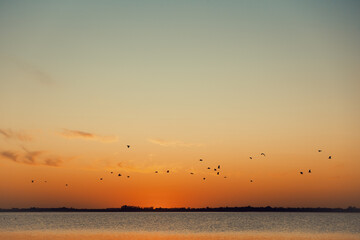 Birds flying in the sea during sunset