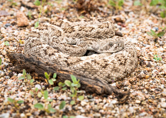 Photograph of a Rattlesnake in the Sonoran Desert.