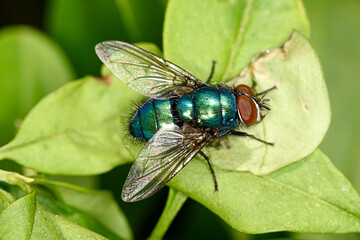 Housefly with red eyes on blade of grass
