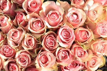 Pale pink roses in bridal arrangement
