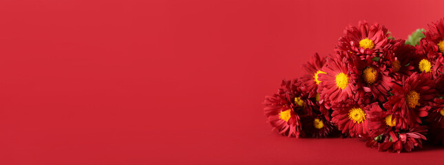 Beautiful chrysanthemum flowers on red background with space for text
