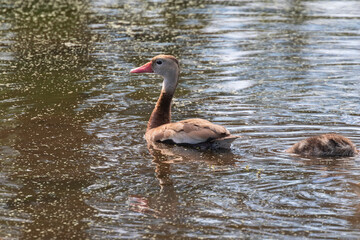 The black-bellied whistling duck at Brazos Bend  State Park, Texas
