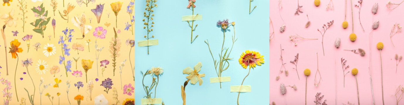 Collage of dried flowers on color background