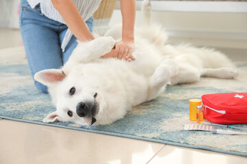 Woman giving first aid to her white dog at home