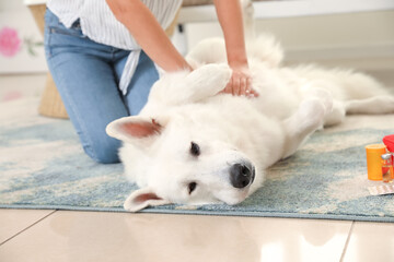 Woman giving first aid to her white dog at home, closeup