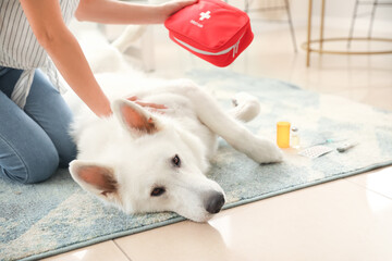 Woman with first aid kit and her white dog at home - obrazy, fototapety, plakaty