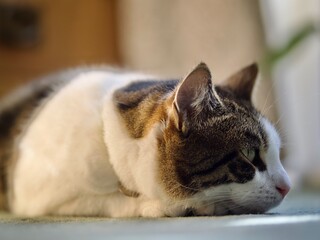 Tabby Cat Resting at Home 