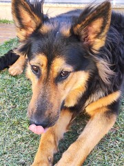 german shepherd dog