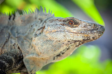 Obraz premium Spiny Tailed Iguana close-up at sunny day in Cancun, Mexican Caribbean
