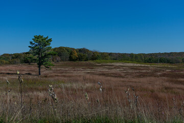 A Single Tree stands alone in Shenandoah National Park's Big Meadows
