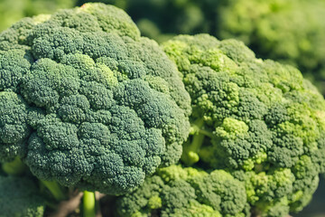 photo of broccoli, healthy green vegetable, good for dieting, vitamin source