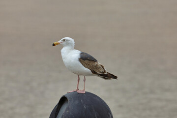 A young western gull mostly white and gray and brown feathers on the back and wings.