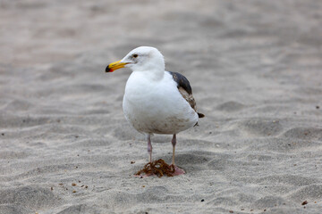 A western seagull with gray and brown wing feathers standing on the sand.
