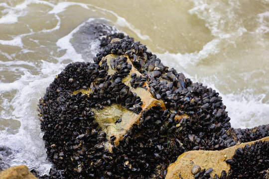 Mussel shells goose barnacles and other crustaceans clustered together on a rock.