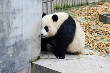 中国 成都のパンダ