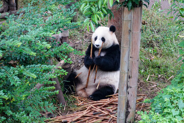 中国 成都のパンダ