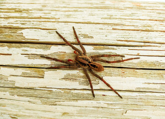 As aranhas e seu mecanismo sensorial