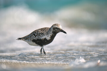 Black-Bellied Plover wild sea birdlooking for food on seaside in summer