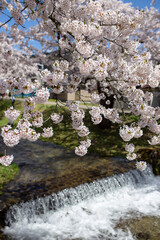 Obraz na płótnie Canvas 福島、観音寺川の桜