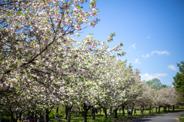 八重桜の散歩道
