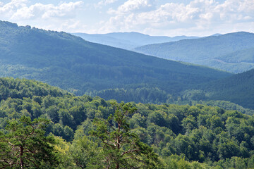 Obraz premium Summer mountains landscape. Panorama of thick wood of evergreen trees growing on mountain ridges