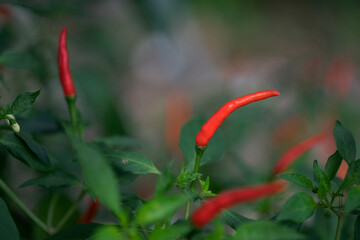 Thai paprika on tree with green leaf
