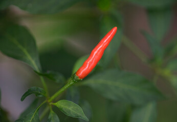 Thai paprika on tree with green leaf