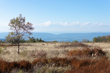 Fototapeta premium A Single Tree stands alone in Shenandoah National Park's Big Meadows
