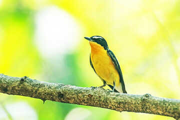 Yellow-rumped Flycatcher on a branch