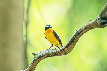 Yellow-rumped Flycatcher on a branch