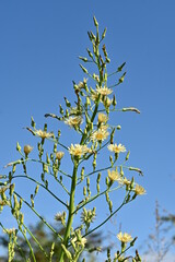 Indian lettuce ( Lactuca indica ) flowers. Asteraceae annual plants. Pale yellow flowers bloom from August to November. When the leaves and stems are cut, a milky liquid is released.