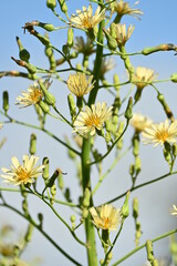 Indian lettuce ( Lactuca indica ) flowers. Asteraceae annual plants. Pale yellow flowers bloom from...
