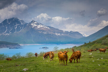 Fototapeta na wymiar Herd of cows in front of the Mont-Cenis lake, Savoie, French alps