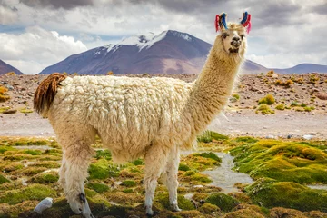 Poster llama in the wild of Atacama Desert, Andes altiplano, Chile © Aide