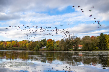 Large group of Canada geese in flight over a pond