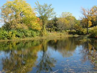 autumn trees reflected in water