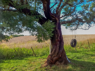 Hanging tire swing on a large beautiful tree. Rural scene. Golden fields.