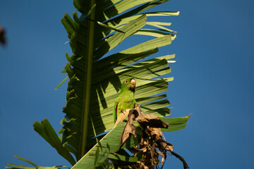 Maritaca na folha da bananeira 