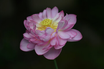 Fototapeta premium pink and white lotus flower