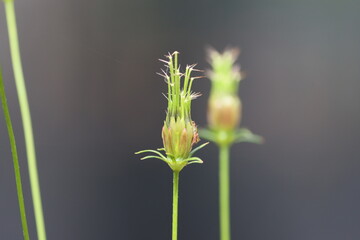 Cambodia. Cosmos is a genus, with the same common name of cosmos, consisting of flowering plants in the sunflower family.