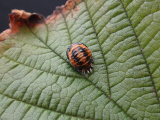 Pupa of the harlequin ladybird beetle (Harmonia axyridis) on a dusty green leaf